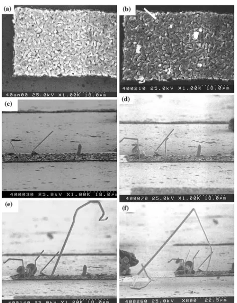 Figure 13 shows SEM image of whiskers at the anode ends of a set of stripes of eutectic SnPb driven by electromigration