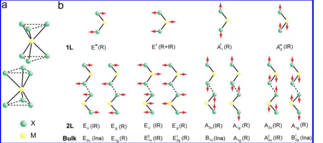 Figure 2. (a) Crystal structure of 2H b MX 2 in a repeat unit (two layers). The metal (M) and chalcogen (X) atoms are