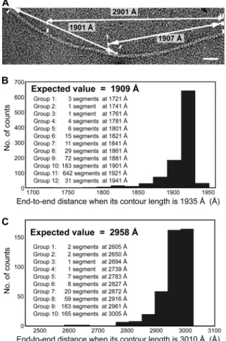FIG. 6. (A and B) Force-extension curves of single type 3 fimbriae. The uncoiling force is 67.3 pN and the characteristic force is 105.2 pN (arrows) in panel A