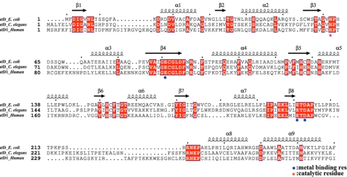 Figure 1. Sequence alignment of TatD. The E. coli TatD shares a high sequence identity with C
