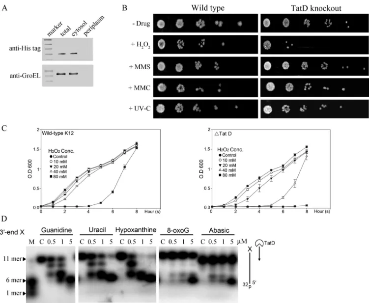 Figure 3. TatD is a DNA repair exonuclease in E. coli. (A) The E. coli (BL21-CodonPlus-RIPL) cell extracts isolated from different compartments reveal