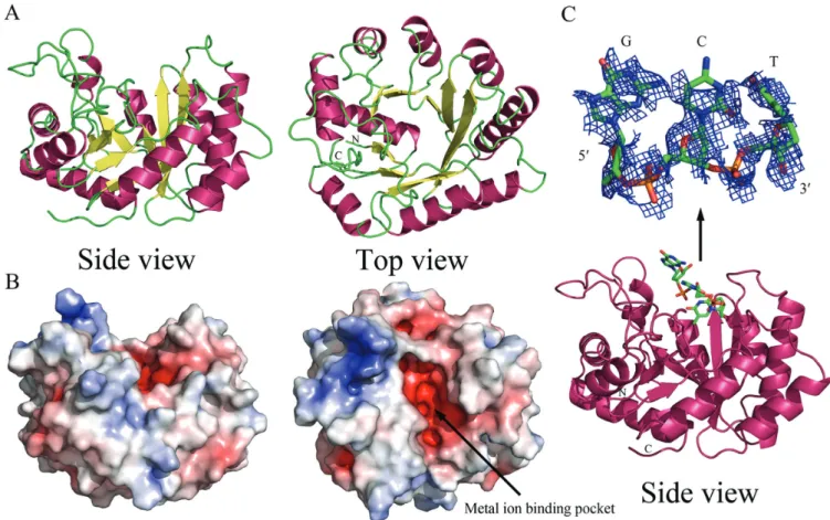 Figure 4. Crystal structures of the apo-form and DNA-bound TatD. (A) The ribbon model (side and top view) of the crystal structure of the apo-form