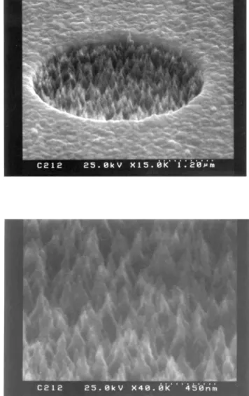 Fig. 3. SEM photograph of sample B growing under 130 V.