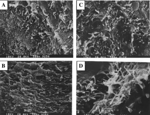 Figure 8 SEM analysis drawing of CNTs/PLA composites, under (20K) multiple, observe the morphological change in addition of puriﬁed CNTs (A) 1%, (B) 3%, (C) 5%, and (D) 7%.
