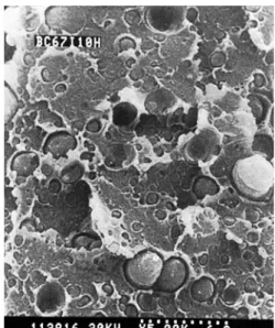 Figure  9  SEM  micrographs of (a) 30% P46 blend mixed at 260°C for 60 min, (b) inhibited  30% P46 blend mixed at 260°C for 60 min,  (c)  40% P46 blend mixed at 260°C for 60 min,  and (d) inhibited 40% P46 blend mixed at 26OOC  for 60 min