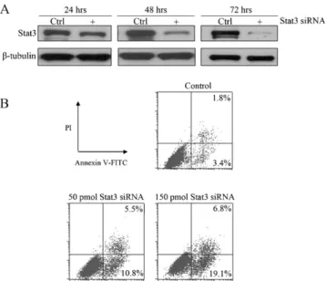 Fig. 5. WP1066 induces apoptosis in H1650 and H1975 cells. (A) Cell lysates from H1650 and H1975 cells treated with 2.5 m M or 10 m M of WP1066 for 8 h were analyzed by Western blotting