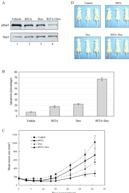 Fig. 6. RITA enhances the sensitivity of H1650 cells to doxorubicin in vitro and in vivo