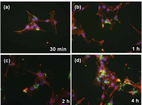 Figure 8a shows the results of the MTT (3-(4,5-dimethyl- (3-(4,5-dimethyl-diazol-2-yl)-2,5 diphenyl Tetrazolium Bromide) assay, which represents a measure of metabolic competence of the cell with SAIO and SAIO@SiO 2 nanospheres for different 