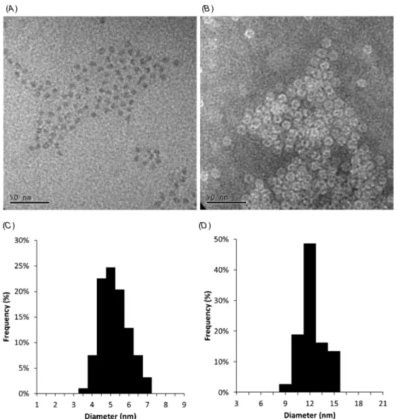 Figure 3. Transmission electron microscopy analysis of the synthesized IONPs. The sample was prepared in Dulbecco’s PBS to