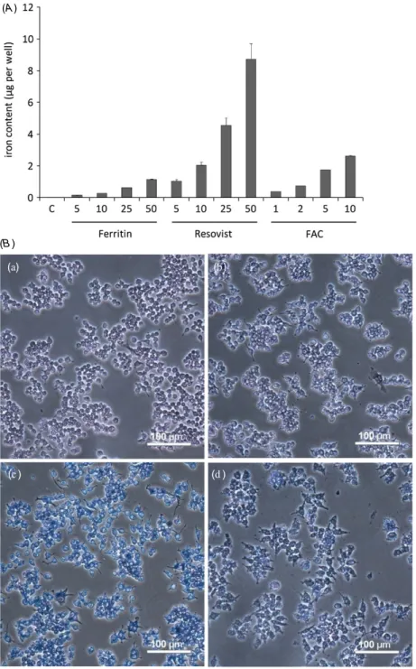 Figure 4. Uptake and accumulation of iron agents in mouse macrophage cells. RAW cells were seeded in the 24-well plate at a density of 2 × 10 5 cells per well