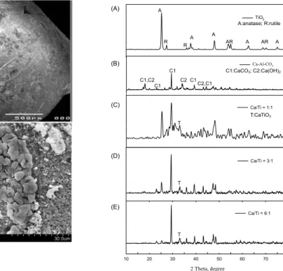 Fig. 3. Left: SEM imagines of Ca/Ti granule. Right: XRD patterns of TiO 2 , calcined Ca-Al-CO 3  powder 