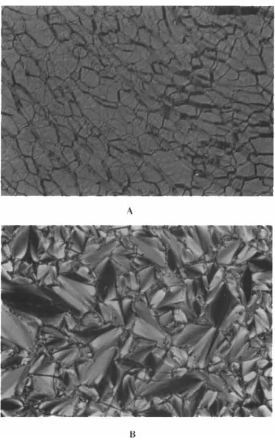 FIGURE 2  Optical  polarizing  micrographs  displayed  by  monomer 4M:  (A)  cholesteric tex-  ture obtained after cooling from isotropic phase to 76.7"C; (B) S,  texture obtained after cooling  to  67.3"C