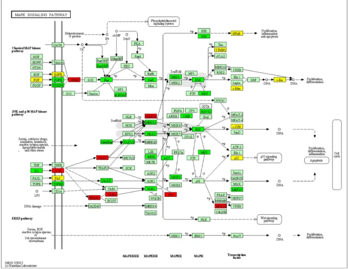 Figure 2. MAPK signaling pathway showing the target genes of microRNAs.