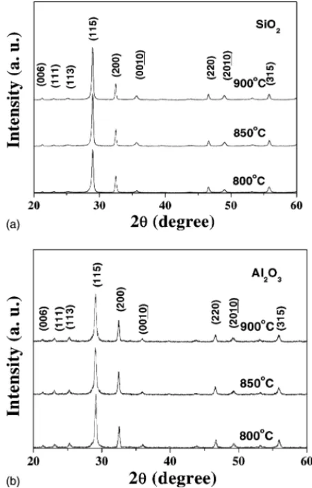 Fig. 2. SEM images of SBT on 4 nm SiO 2 /Si annealed at (a) 800 ◦ C and (b) 900 ◦ C.