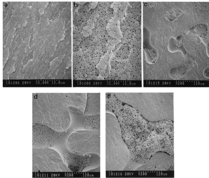 Fig. 2. SEM micrographs taken on the fractured surfaces of the PCL12 blends cured at: (a) 130 ⬚C; (b) 140⬚C; (c) 150⬚C; (d) 160⬚C; and (e) 170⬚C.
