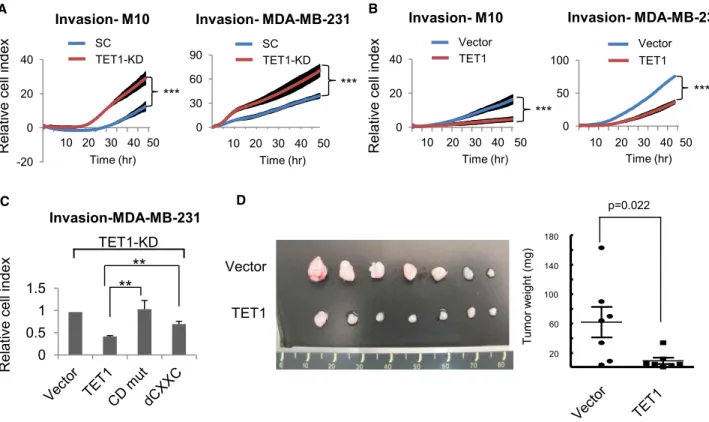 Figure 2A with Figure S3). Therefore, it is unlikely that the observed increase in migration and invasion of TET1-deficient cells was simply due to the enhanced cell proliferation.
