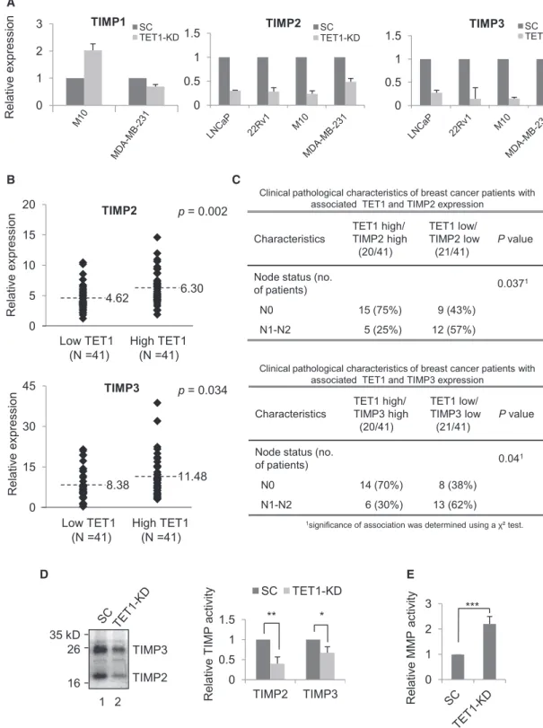 Figure 5. TET1 Is Required for Expression and Function of TIMP2 and TIMP3