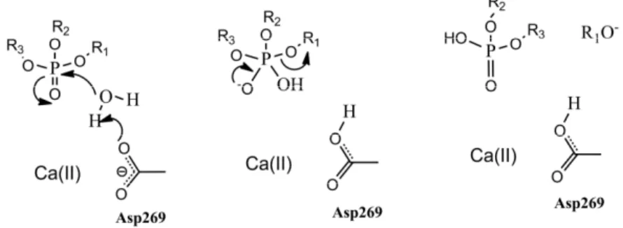 Figure 1. The reaction mechanism for PON1 and DFPase. 
