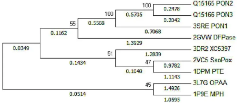 Figure 6. Evolutional relationship of PON1/2/3, DFPase, XC5397, SsoPox, PTE, OPAA, and MPH