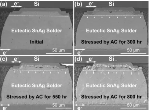 Fig. 8. Cross-sectional SEM images showing the microstructure evolution during thermomigration under a thermal gradient of 2829 8C/cm
