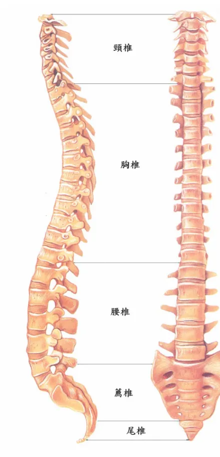 圖 2-1  脊椎解剖構造[32] 
