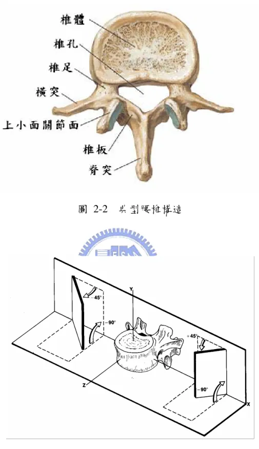 圖 2-2  典型腰椎構造 