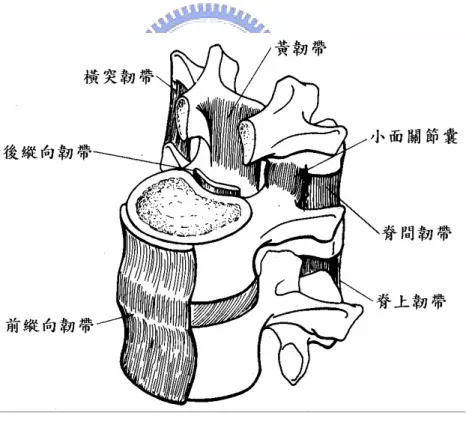 圖 2-7  腰椎中韌帶的分佈[33] 