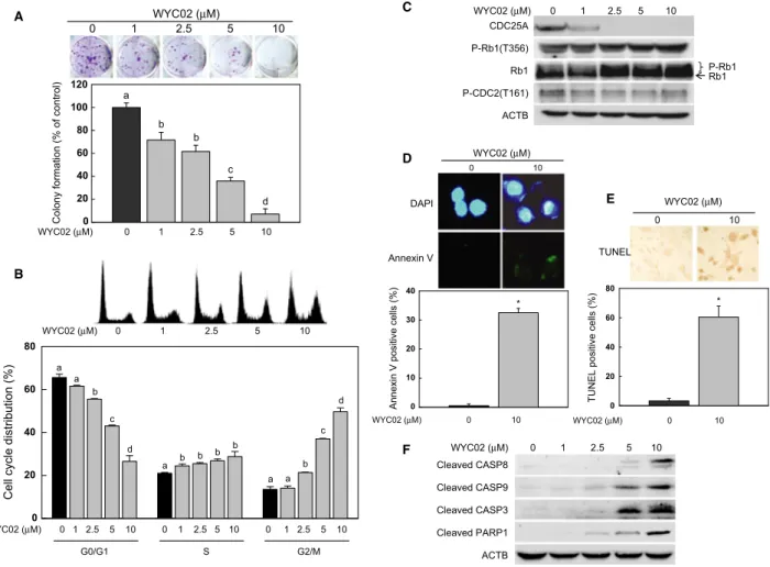 Fig. 1. WYC02 decreased cell viability and induced apoptosis in HeLa cervical cancer cells