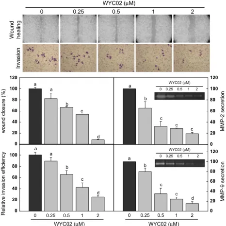 Fig. 2. WYC02 decreased HeLa cell migration, invasion and MMPs activities. HeLa cells were treated with WYC02 at various doses and the migration and invasion efficiencies were determined by wound-healing assay and ECM-coated transwell system