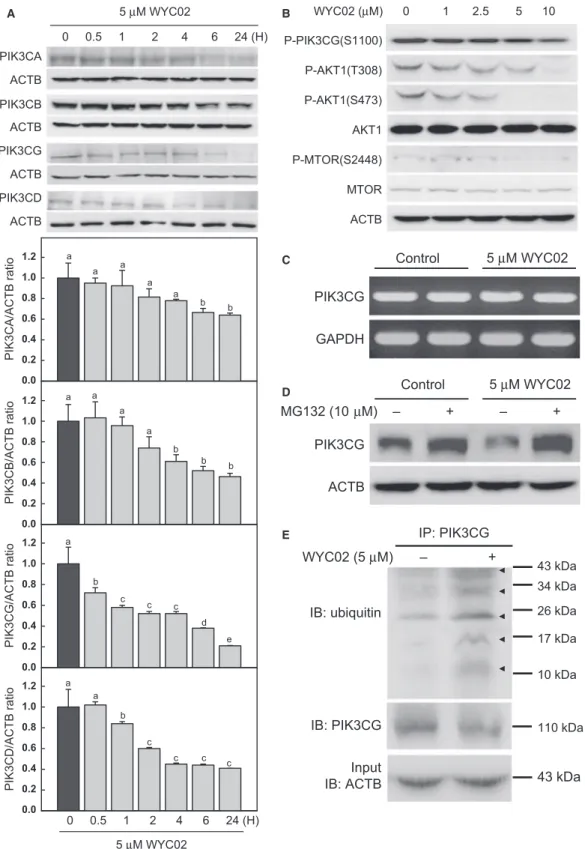 Fig. 4. WYC02 decreased PIK3CG expression and activity through ubiquitination. (A) HeLa cells were treated with 5 lM WYC02 for different time periods and the cell lysates were analysed by immunoblotting for PIK3 catalytic subunits, including PIK3CA, PIK3CB
