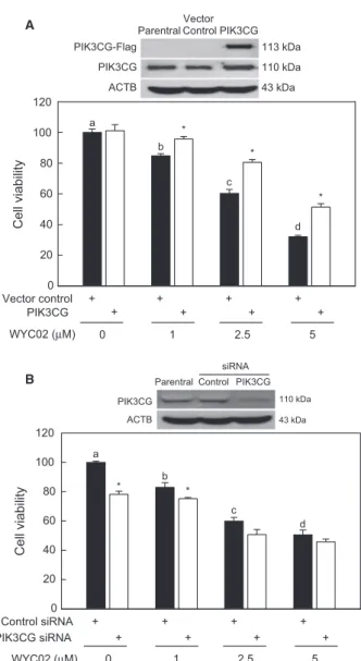 Fig. 5. PIK3CG was involved in the cytotoxic activity of WYC02 on HeLa cells. (A) Immunoblotting analysis of the expression of PIK3CG-Flag in parental, empty vector and PIK3CG-overexpressing HeLa cells