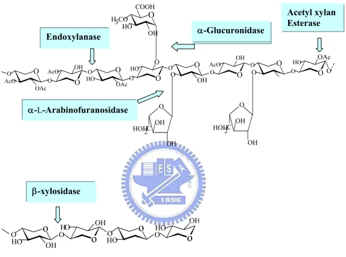 Figure 1-1. The basic structural components of xylan, and the hemicellulases  responsible for its degradation