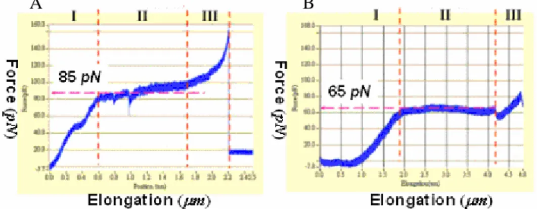 Fig. 6. A) Force-versus-elongation curve of a single type 3 pilus in present of mrkF gene