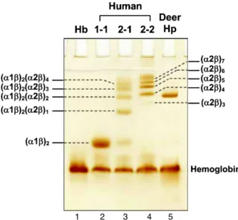 Fig. 3. Isolation of deer Hp using a size-exclusion Superose-12 col- col-umn on an HPLC system