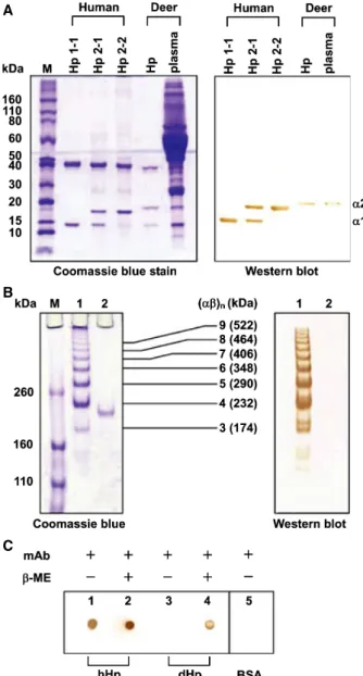 Fig. 4. SDS–PAGE, western blot and molecular mass analyses of isolated deer and human Hp