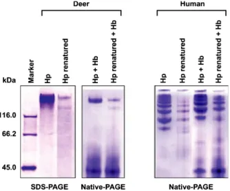 Fig. 7. SDS–PAGE and native PAGE analyses of renaturation of deer and human Hp polymers