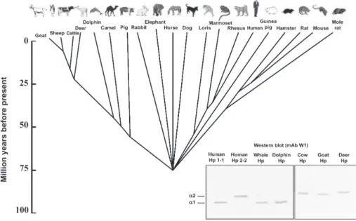 Figure 10 depicts a phylogenetic tree constructed by assuming that all eutherian orders (mammals) radiated at about the same point in evolutionary time  (approxi-mately 75 million years ago) [30]