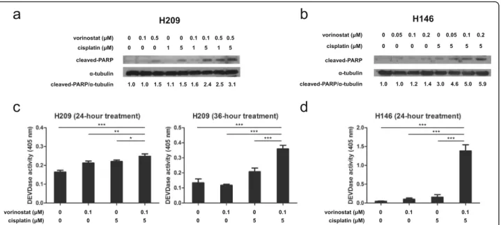 Fig. 3 Vorinostat plus cisplatin triggers apoptotic cell death in SCLC cells. a H209 and b H146 cells were exposed to vorinostat or cisplatin alone and in combination with these 2 agents for 24 h