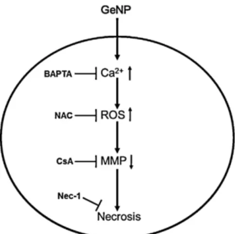 Fig. 9. A schematic illustrating the wsGeNP-induced signaling pathway with chem- chem-icals protecting the cells from damages listed.