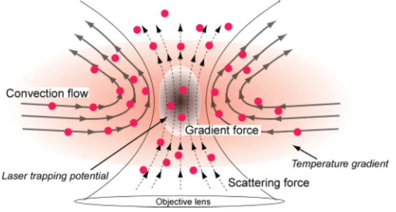 Figure 5. Possible explanation of particle diffusion and assembling process upon tightly laser focusing