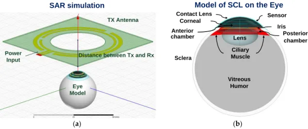 Figure  3.  (a)  Configuration  of  the  simulation;  (b)  Eye  model  for  specific  absorption  rate  (SAR)  simulation
