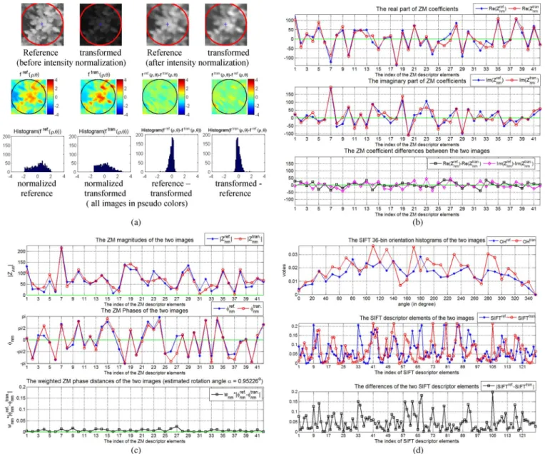 Fig. 12. Performance comparison of ZM phase and SIFT under nonlinear lighting change. The detected ellipse-shaped regions are normalized to a circular patch through the affine normalization process beforehand.