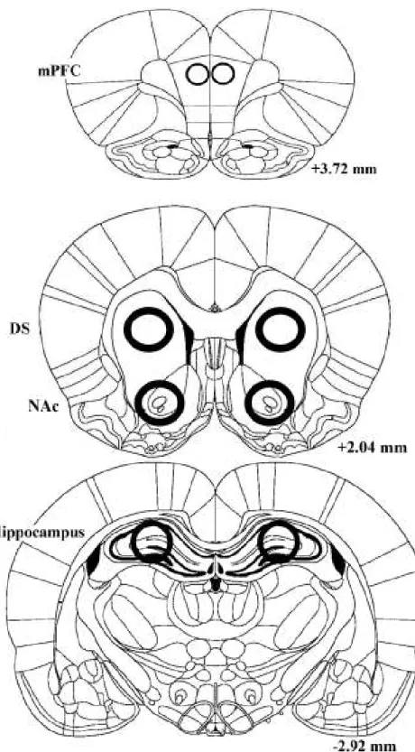 Figure 1. Schematic diagrams of the regions from where brain tissues were collected in 