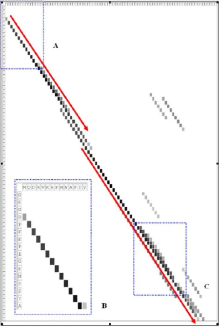 Figure 7 – The distribution of synonymous words shared by 1aab and 1j46_A. The x- and y-  axes represent the sequence of 1j46_A and 1aab respectively