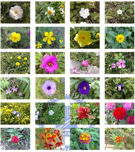 Fig. 1 Images of 24 distinct flowers. 