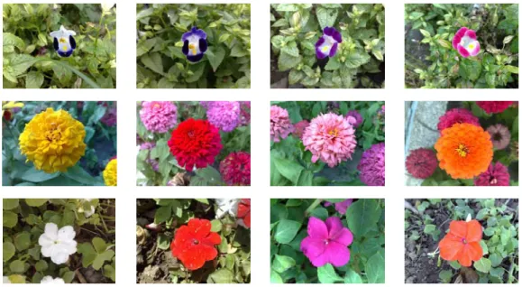 Fig. 2 Some examples of flowers with different colors in the same species. 
