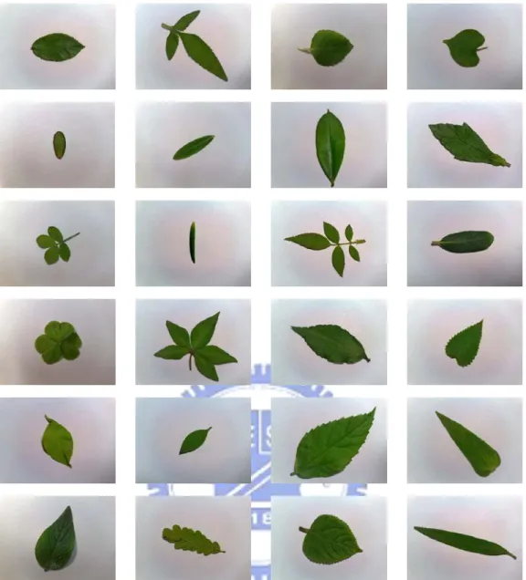 Fig. 3 24 distinct leaves corresponding to the blooming flowers shown in Fig. 1. 