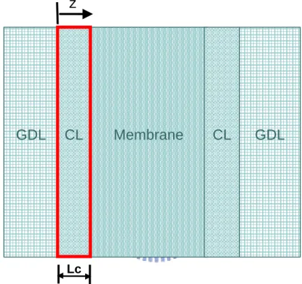 圖 2-1  PEMFC 單電池五層結構之物理模型示意圖Membrane CL CLGDL Anode z  CathodeGDL Lc 