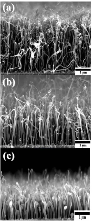 Figure 4.1 Cross-sectional SEM images of the vertically aligned CNTs synthesized 