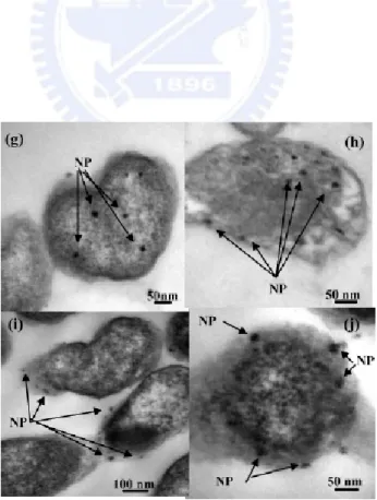 Figure 2.13 Schematic diagram of the formation process of ZnAl 2 O 4  spinel nanotubes